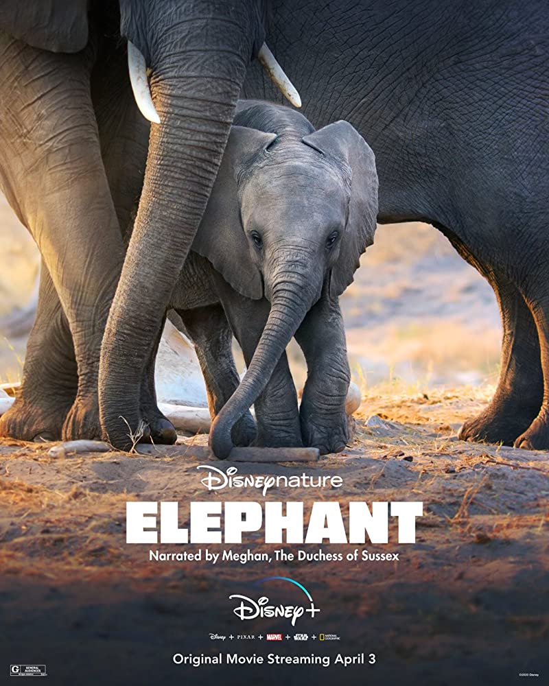 ดูสารคดี ELEPHANT (2020) DISNEY+ อัศจรรย์ชีวิตของช้าง ซับไทยดูฟรี เต็มเรื่อง