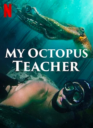 ดูสารคดี Netflix My Octopus Teacher เต็มเรื่อง